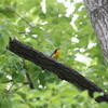 キビタキ・オオムシクイ・アオバト(大阪城野鳥探鳥 2018/05/26 4:30-11:00)