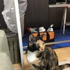 ねこ里親生活【１０１７日目】おそうじの人に懐く、リターンズ