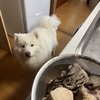 オヤツオヤツ