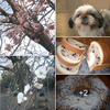 今頃は、団子より春告げ花がいいなぁ　🌺