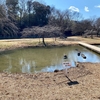 清瀬金山緑地公園の池（東京都清瀬）