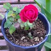 除湿器届きました、赤バラ開花