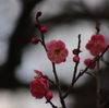 朝晩は、冴えないお天気で・・・。