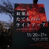 紅葉とたてもののライトアップ～久しぶりの小金井公園イベント～