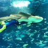 久々のサンシャイン水族館。トラフザメは元気でした！