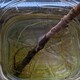 暖かくなってきたので、冬にカットしたイチジクの枝を土に植えました
