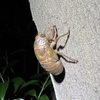 クマゼミの羽化（三島硫黄島）7/15