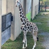 旭山動物園は進化し続けます。