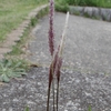 Imperata cylindrica var. koenigii　チガヤ