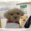 犬猫病院とトリミングの掛け持ちです。