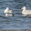 海猫・千鳥に会う