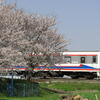 常総線と桜