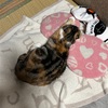 夕暮れ時は寂しそう🎵60代以上ならこの歌知ってるかな？