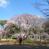 まんぼぅくん、六義園、しだれ桜　その2