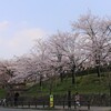 京都満開桜１日目