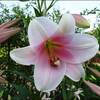 夏すみれを鉢植えに★ケニアのバラ