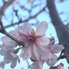 谷中の蓮華寺の10月桜　