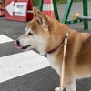 人、動物に興味を示さないうちの柴犬が興味を示したいきもの