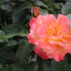 植物園の春の花