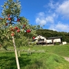 盛岡市・りんご畑の中のカフェ『mi cafe』🍎３種のりんごパイ