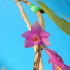 Dendrobium sp.