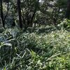 ７．７（火・曇り小雨）球磨川、甲突川、中島川、筑紫三郎。