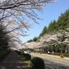 農林研究団地の桜