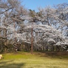 ３．２３（火・晴れ）野川の桜満開。東証３連続続落。