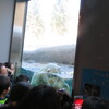 白くまのプール遊び！？雪が残る旭山動物園まで札幌からのんびり片道３時間くらいのドライブPART２