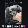 寒ぅ〜いっ❄️sola子の事件簿🐶犬は雪が好きって話