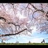 土手沿いの桜