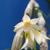 Dendrobium  goldschmidtianum fma. album &#039; Tsukasa &#039;   (albescens)