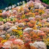 『吉野の千本桜』