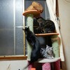 猫のためにベランダを解放したよ♪