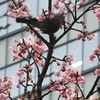 病院敷地内の河津桜にヒヨドリが