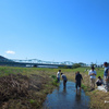 生物学実験　カワニナ個体数の推定実習