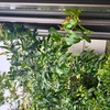 X遺伝子Y遺伝子