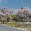 有名所の枝垂れ桜を見てきた