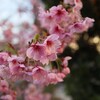 新たな桜の季節。ブロンプトンお花見ライド