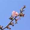 【河津桜】TDSの河津桜が開花しました(    ॑꒳ ॑ )