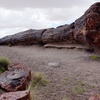 グランドサークル　Petrified Forest NP　化石の森国立公園　恐竜はここで生きていた？！