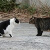某所の猫４（見合って見合って）＆二日間の独り言