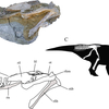 イスチオケラトプスIschioceratops