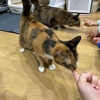 猫がいる生活　＠６