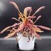 Drosera capensis (Gifberg Pass, RSA)