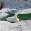 風の放浪記　円山動物園編ｂｙ　風の旅人　２０１５