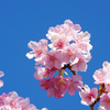 聖崎公園の早春の河津桜