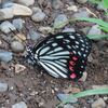 セミの季節がやってきた
