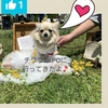 チワワEXPO 2019 行ってきました⤴