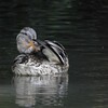 久良岐公園で野鳥探し 2017-11-11